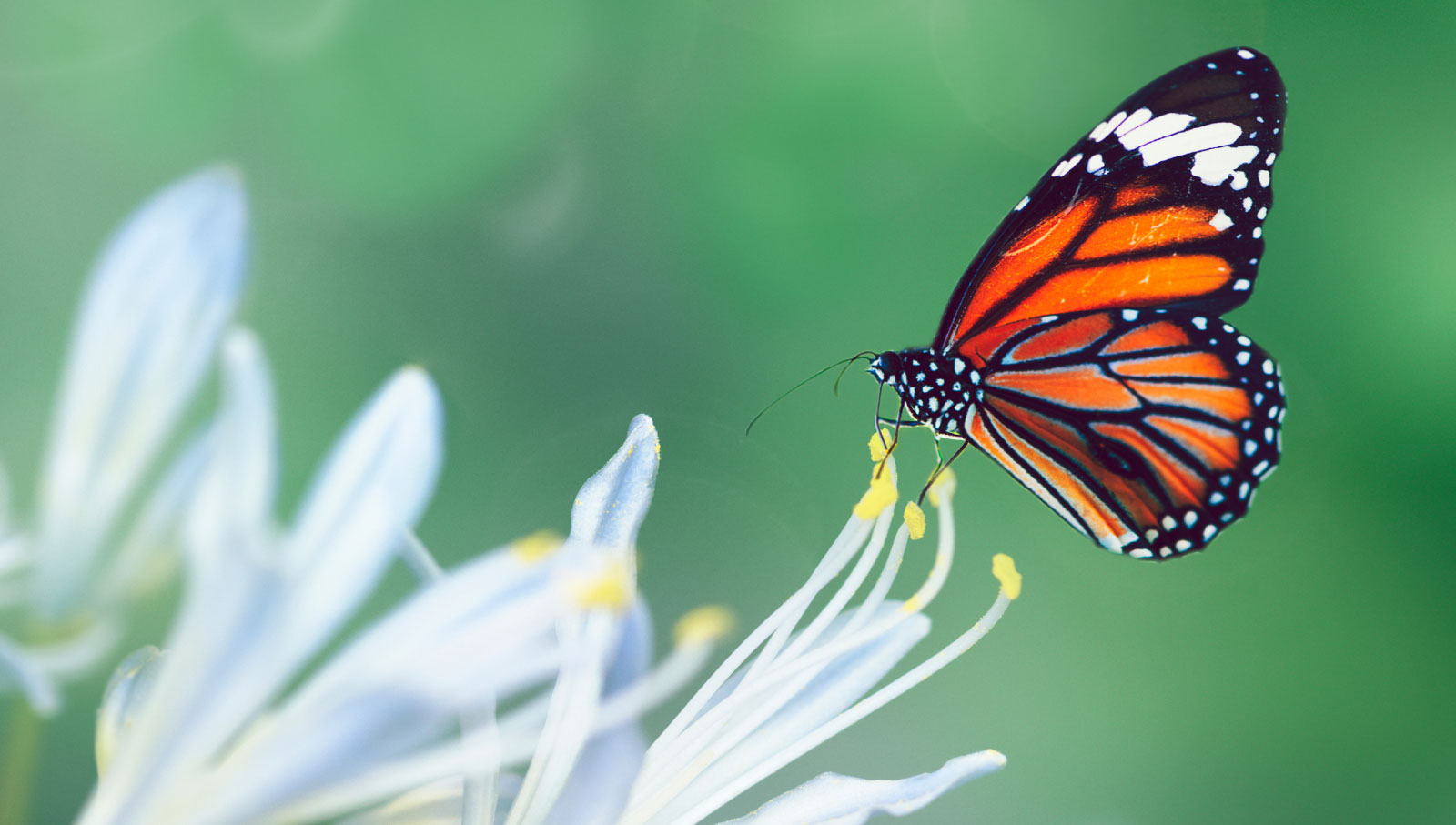 L’essentiel de la gestion du changement et de la transformation organisationnelle